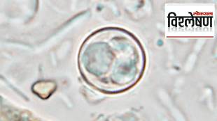 Cyclospora Parasite