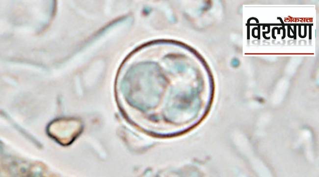 Cyclospora Parasite