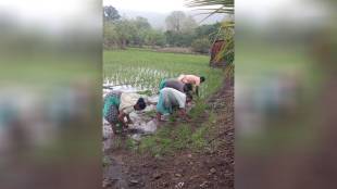 Raigad crop insurance scheme updates Maharashtra | Farmers paddy cultivation loss Alibaug | IFFCO Tokio General Insurance premium amount | Harshad Kashalkar agricultural news crop failure
