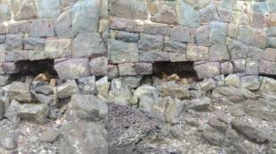 Historical Sindhudurg fort bastion damage wall cracks | Chhatrapati Shivaji Maharaj sea fort Malvan Sindhudurg | Archaeological Survey of India ASI negligence monuments | Abhimanyu Londhe Sawantwadi Marathi news report