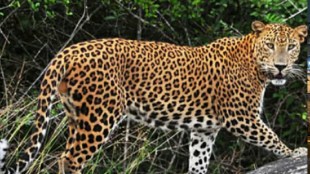 ratnagiri leopard news | konkan wildlife conservation | human leopard conflict maharashtra | forest department leopard rescue ratnagiri
