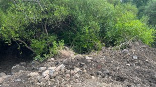 Vasai Virar Mangrove Land Transfer | Revenue Department Mangrove Conservation Palghar | Mangrove Park Naigaon Marambalpada | Palghar District News Environment Protection