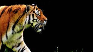 tiger corridor demarcation | ntca scientific guidelines | maharashtra wildlife board controversy | nagpur wildlife news | tiger conservation corridors india