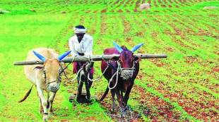 Namo Shetkari Scheme Cancellation news