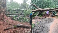 कांदाटी खोऱ्यात निसर्गाचा प्रकोप; दरडी झाडे कोसळल्याने १६ गावांचा संपर्क तुटला, भात शेती उध्वस्त