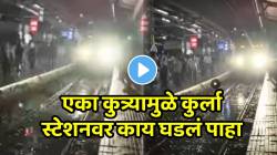 बापरे! एका कुत्र्यामुळे कुर्ला स्टेशनवर काय घडलं पाहा; मोटारमनच्या हुशारीनं पुढचा थरार टळला, VIDEO होतोय व्हायरल
