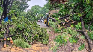 Mira Bhayandar illegal tree cutting | MBMC tree trimming controversy | Maharashtra Tree Protection Act violations | Mira Road environmental news updates