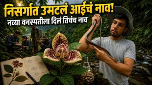Mitrephora rashmiae Tejas Thackeray
