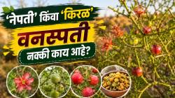 Nepati Kiral Plant Benefits: महाराष्ट्रात आढळणारी ‘नेपती’ किंवा ‘किरळ’ वनस्पती नक्की काय आहे? तिच्या हिरव्या कच्च्या फळांचे पोषणमूल्य आणि औषधी उपयोग काय?