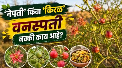 महाराष्ट्रात आढळणारी ‘नेपती’ किंवा ‘किरळ’ वनस्पती नक्की काय आहे?