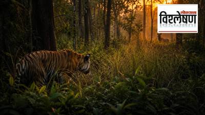 वाघ नेहमी एकटाच शिकार का करतो?