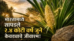 Kewda Plant Fossil Discovery: २४ दशलक्ष वर्षे जुना इतिहास! आसाममध्ये सापडले केवडा वनस्पतीचे जीवाश्म; वैज्ञानिकांचा मोठा खुलासा