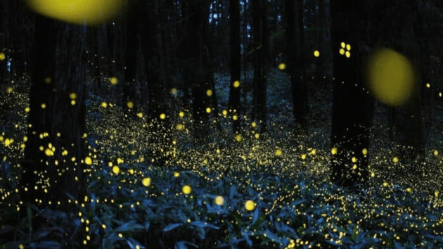 best firefly watching spots in India