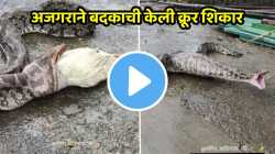 …अन् अजगराने भल्यामोठ्या बदकाला अख्ख गिळले, नवी मुंबईतील शिकारीचा भयावह VIDEO पाहून भरेल धडकी