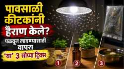 पावसाळ्यात लाईटभोवती फिरणारे किडे मिनिटांत होतील गायब, वापरा फक्त ‘या’ ३ सोप्या ट्रिक