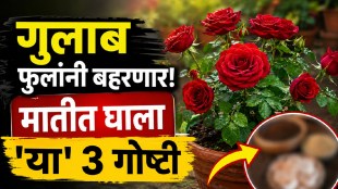 Healthy blooming rose plant in a pot during the monsoon after using natural fertilizers