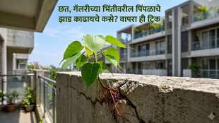 How to Remove Peepal Tree from Wall