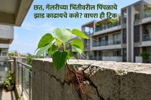 How to Remove Peepal Tree from Wall