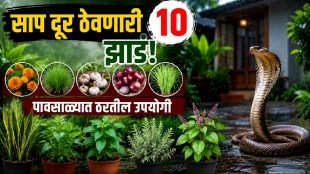 Best snake repellent plants to keep snakes away from home during monsoon