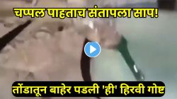 चप्पल पाहताच साप झाला आक्रमक! चपलेवर वारंवार करीत राहिला हल्ला; तोंडातून बाहेर पडलेली ‘ही’ हिरवी गोष्ट नेमकी काय? VIDEO आला समोर
