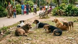चार वर्षांच्या मुलीवर भटक्या कुत्र्याचा हल्ला, १ लाख रुपये भरपाई देण्याचा ग्राहक तक्रार निवारण आयोगाचा आदेश