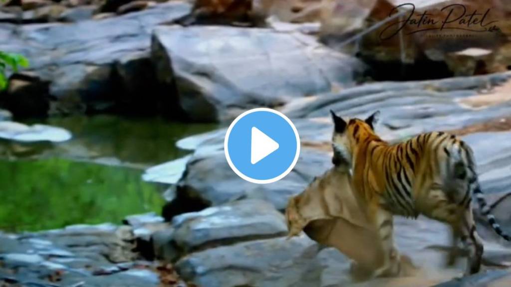 tadoba tiger cub playing with gunny bag | tadoba andhari tiger reserve nagpur | keslaghat tadoba tiger video jatin patel | wildlife pollution maharashtra forest department tadoba tiger cub playing with gunny bag | tadoba andhari tiger reserve nagpur | keslaghat tadoba tiger video jatin patel | wildlife pollution maharashtra forest department