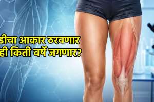 Thigh Size Longevity Research