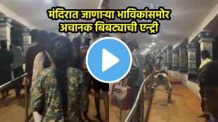 Tirupati Leopard Video Viral
