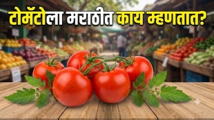 What Is Tomato Called in Marathi Know the Real Marathi Name of Tomato