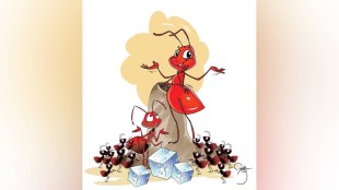 queen ant colony story loksatta | marathi literature vidya dengle | ants hard work motivation | marathi column short story