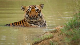 brics delegation tadoba visit | tadoba andhari tiger reserve safari | wildlife tourism maharashtra | foreign delegates tiger sighting chandrapur