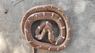 World longest Common Indian Wolf Snake found in Pune Dapodi | Kavdya sap features and differences from Manyar | Researcher Mahesh Bilaskar wildlife rescue Pune | Non venomous snakes of Maharashtra biodiversity photography