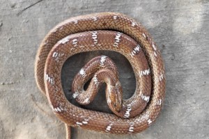 World longest Common Indian Wolf Snake found in Pune Dapodi | Kavdya sap features and differences from Manyar | Researcher Mahesh Bilaskar wildlife rescue Pune | Non venomous snakes of Maharashtra biodiversity photography