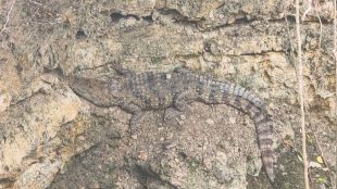 crocodile-found-in-well-korovali-mohol-solapur-rescue-operation