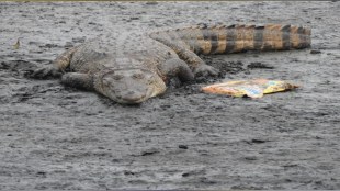 Mumbai Powai Crocodile Rescue