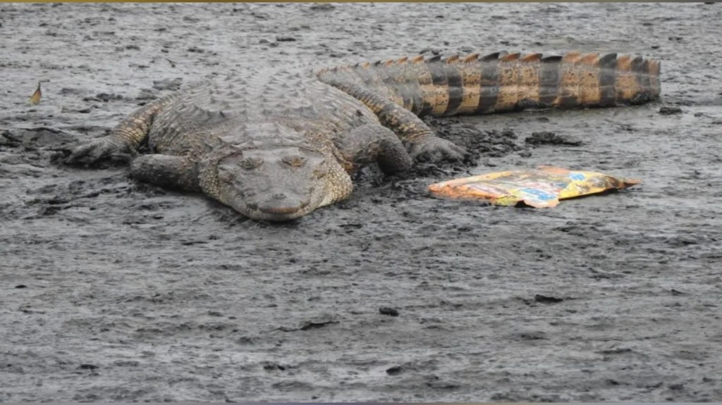 Mumbai Powai Crocodile Rescue Mumbai Powai Crocodile Rescue