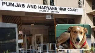 pet-dog-krishna-attire-high-court-relief-not-a-crime