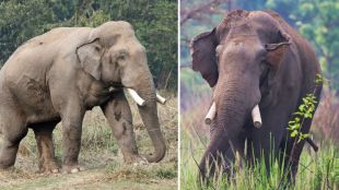 Dhurbe killer elephant attack in Nepal Chitwan | Wild elephant Dhurbe attack family members | नेपाळमध्ये धुर्बे हत्तीचा धुमाकूळ | चितवन राष्ट्रीय उद्यान नेपाळमधील हत्तीचा हल्ला