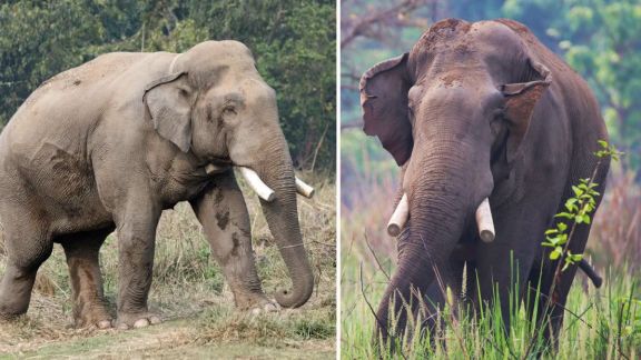 Dhurbe killer elephant attack in Nepal Chitwan | Wild elephant Dhurbe attack family members | नेपाळमध्ये धुर्बे हत्तीचा धुमाकूळ | चितवन राष्ट्रीय उद्यान नेपाळमधील हत्तीचा हल्ला