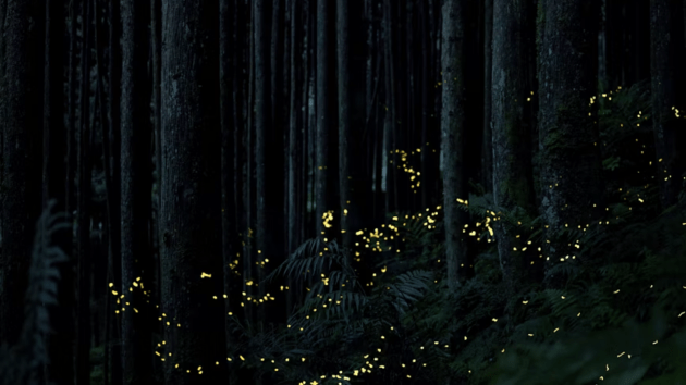 best firefly watching spots in India