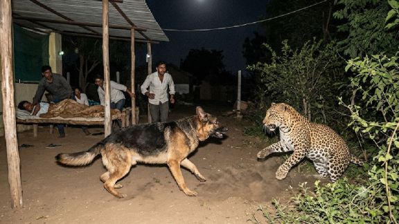 German Shepherd saves owner leopard attack Gujarat Navsari | Heroic dog Nectar fights leopard to save three lives | बिबट्याच्या हल्ल्यातून मालकाचा जीव वाचवणारा जर्मन शेफर्ड श्वान
