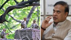 सामना सुरू असताना माकड आलं तर अडचण काय? आलं तर त्याला केळं द्या; बॅडमिंटन संघटनेच्या अध्यक्षांचा अजब सल्ला