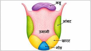 human tongue anatomy taste buds chart | five basic flavors diagram science | how taste buds work on tongue | umami sweet sour salty bitter zones