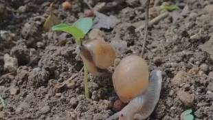 Snail attack on crops in Marathwada Latur | Dharashiv Parbhani agriculture damage snail menace | Maharashtra farmers soybean crop loss | Snail control metal aldehyde subsidy agriculture department