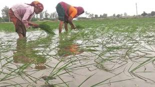 Uran paddy farming crisis delayed monsoon Raigad | Rice crop damage due to rain deficit Maharashtra | Raigad district agriculture department crop loss | Uran taluka dry spell impact on farmers