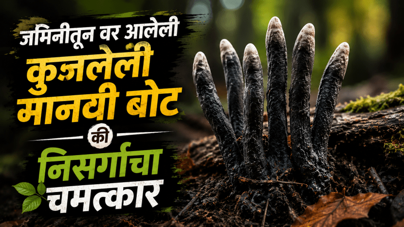 Dead Man's Fingers Fungus