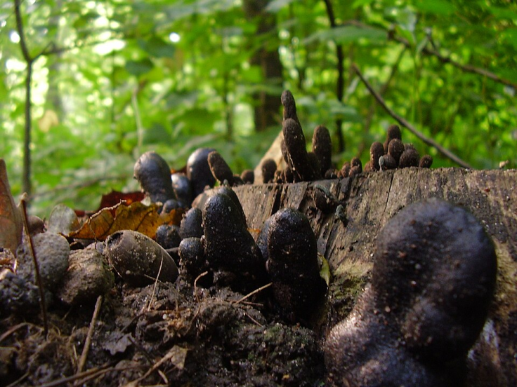 Dead Man's Fingers Fungus