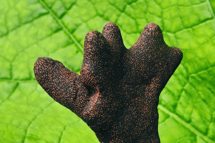 Dead Man's Fingers Fungus