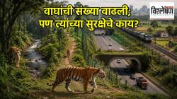 India Tiger Population Growth : भारतातील वाघांची संख्या झपाट्याने वाढली; पण त्यांच्या सुरक्षेचे काय?