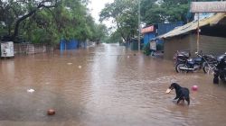 PCMC Heavy Rain : पिंपरी-चिंचवड, हिंजवडी, चाकणमधील वाहतुकीची काय आहे परिस्थिती? वाहतूक पोलीस म्हणाले…